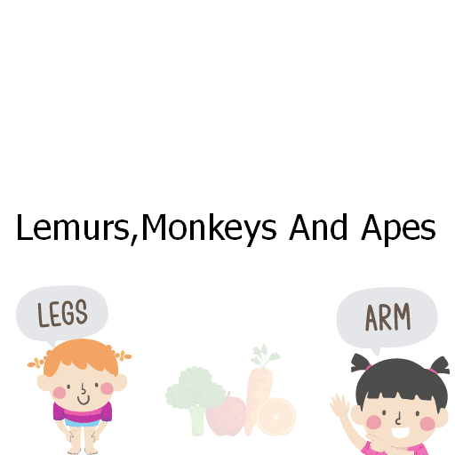 Lemurs,Monkeys And Apes